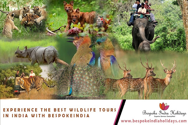 India wildlife tours