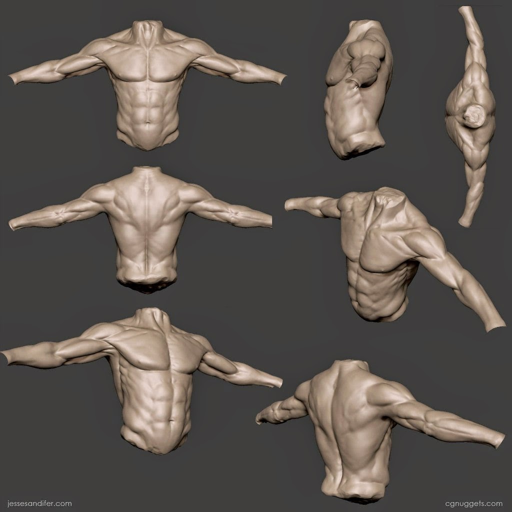 Референс человека. Мышцы торса референс. Анатомия человека референс. Человек спереди референс. Скотт Робинсон анатомия для скульпторов.