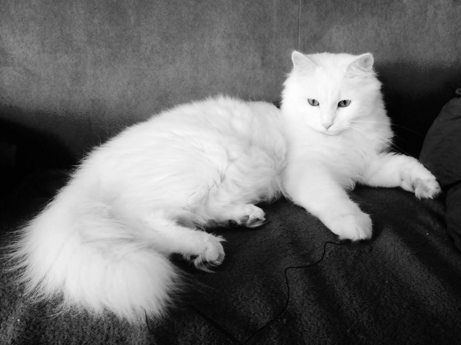 Kucing Kucing Anggora Putih Lucu Dan Imut