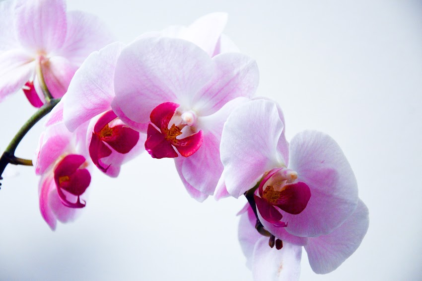 Flower Nature Orchid Plant Flower Nature Orchid Plant