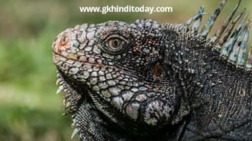 Top 5 intersting gk facts general knowledge hindi