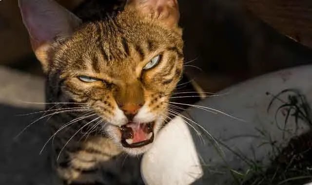 Pourquoi Mon Chat Du bengal M'Attaque