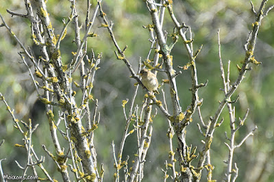 Pardal comú (Passer domesticus)