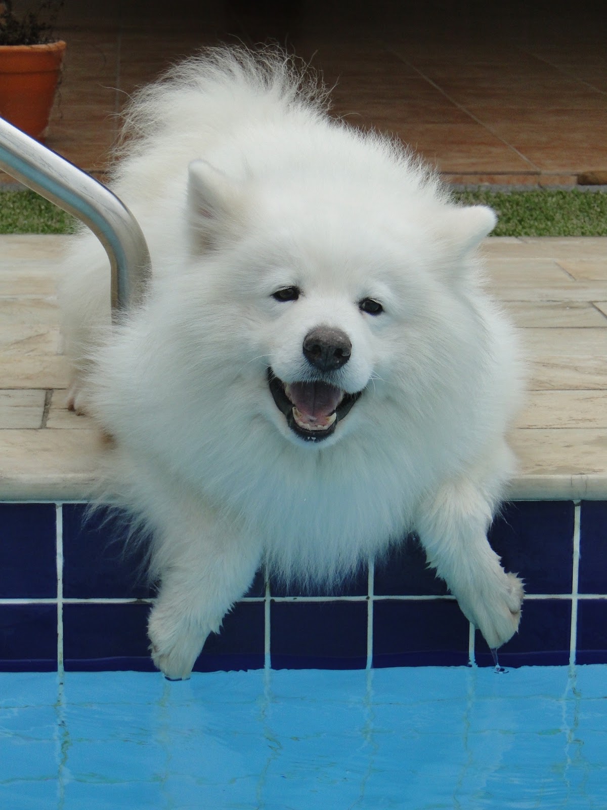Informasi Anjing Samoyed Yang Perlu Anda Ketahui Sebelum Memilihnya