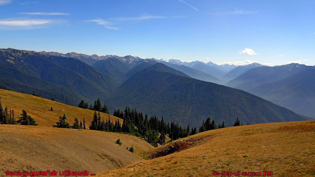 Hurricane Ridge Olympic National Park