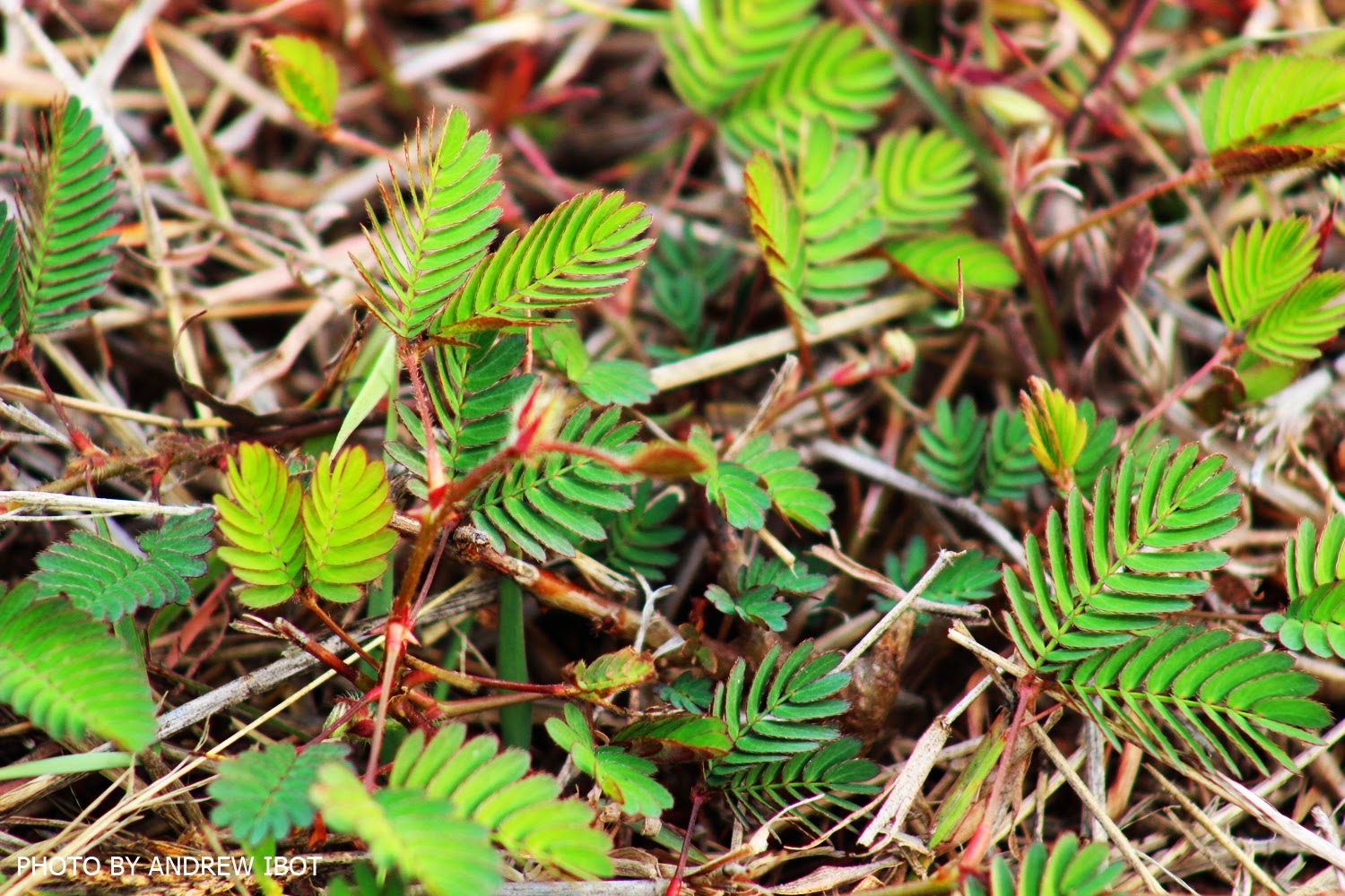 Ako si ANDREW IBOT! Makahiya (Mimosa pudica L)