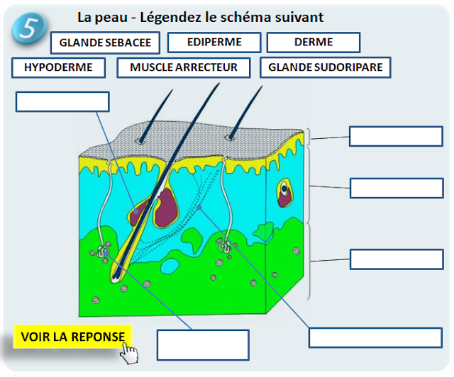Qcm Concours Gratuits Schema A Completer N 5 La Peau