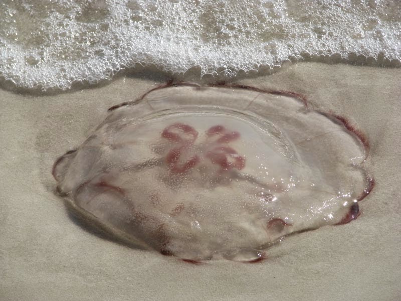 If Dogs Could Talk Jelly Fish Stings and Ingestion by Dogs