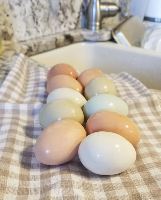 eggs on gingham tea towel