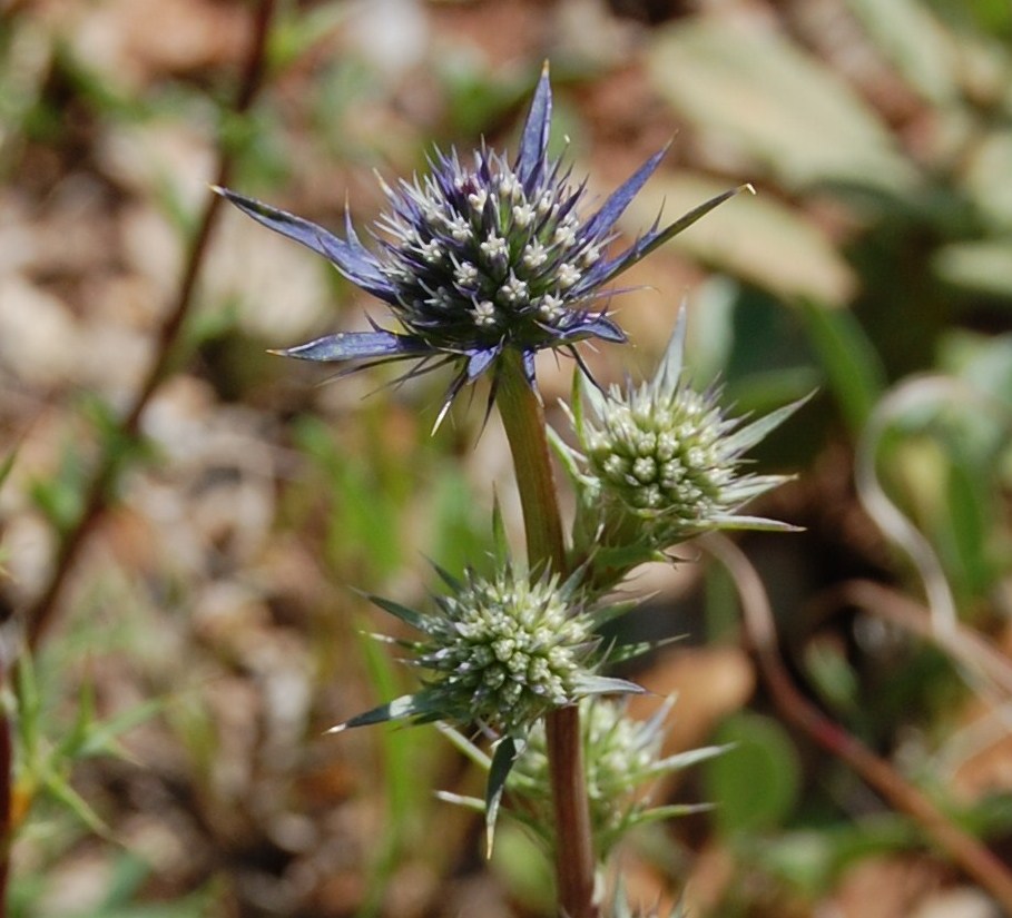 Flora da Serra da Arrábida Cardinhoazul ( Eryngium dilatatum)