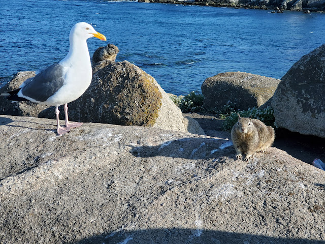 Image of a sea gull and ground marmot