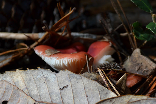 mushroom in the duff