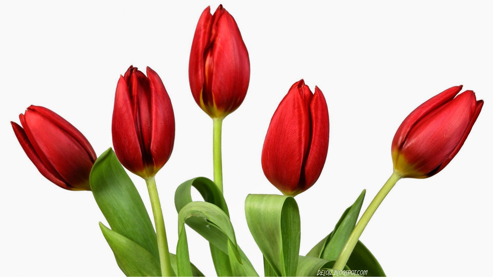 PELUANG BISNIS BUDIDAYA BUNGA  TULIP Tips Petani