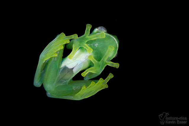 Espadarana prosoblepon - Emerald Glass Frog