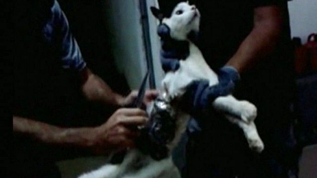 cat arrested in brazil