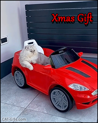 Funny Cat GIF • “Just got a new red car for Xmas ! Who’s coming for a ride?” Funny Cat GIF • “Just got a new red car for Xmas ! Who’s coming for a ride?”