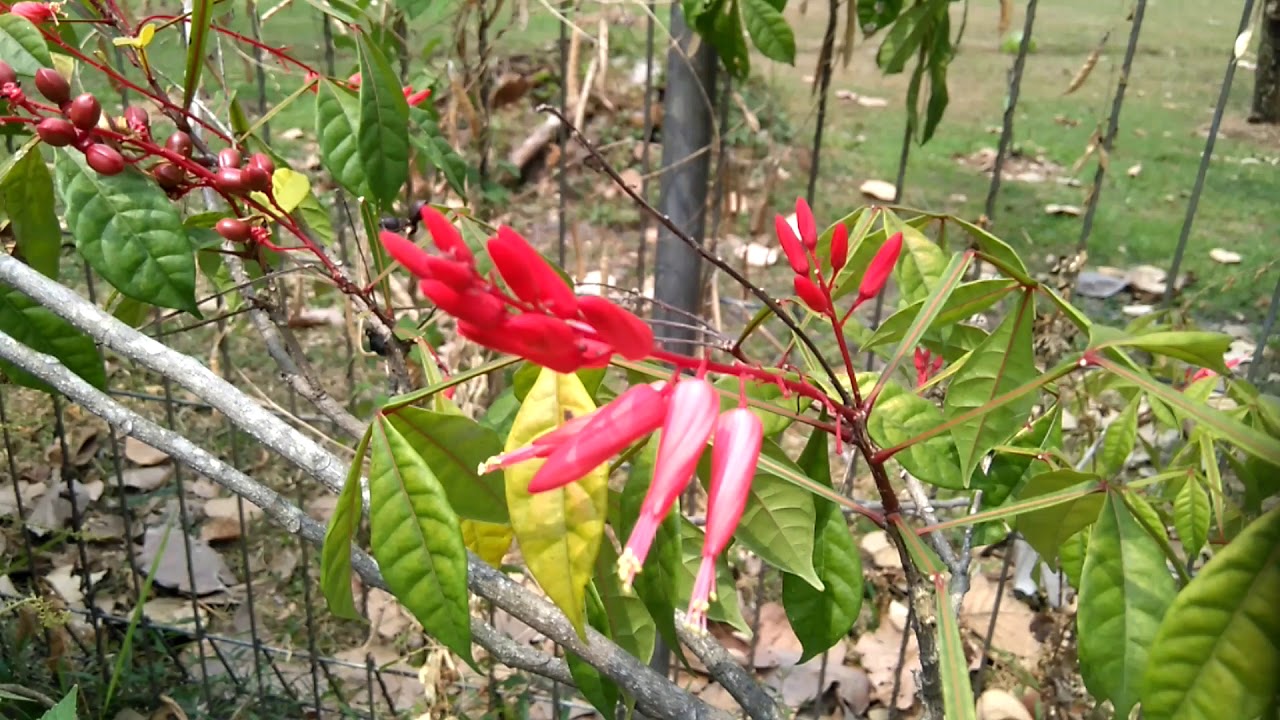 Amargo, Bitterwood Tea, Water Therapy & Diet Heals Aids Natural Home