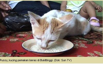 Kucing Makan Makanan Tak Lazim Foto Gue Beras Gambar