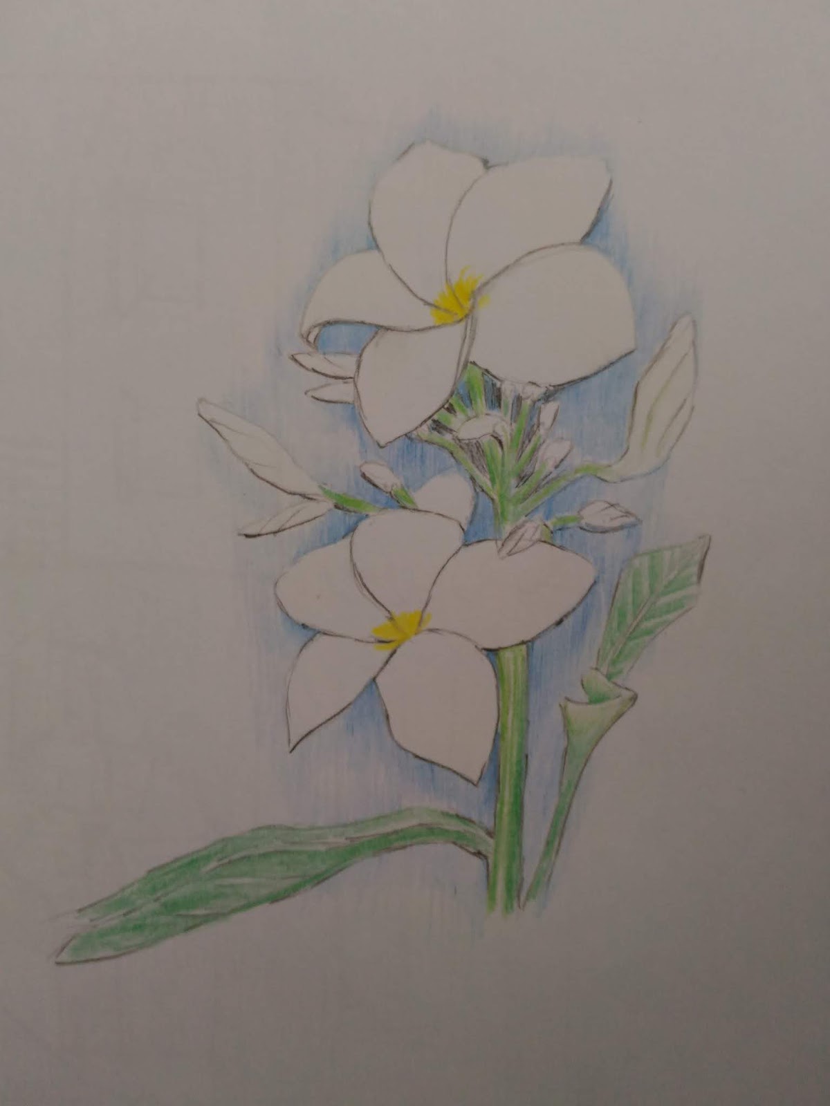 Colored Pencil Flowers  The CreativeMindClass Blog