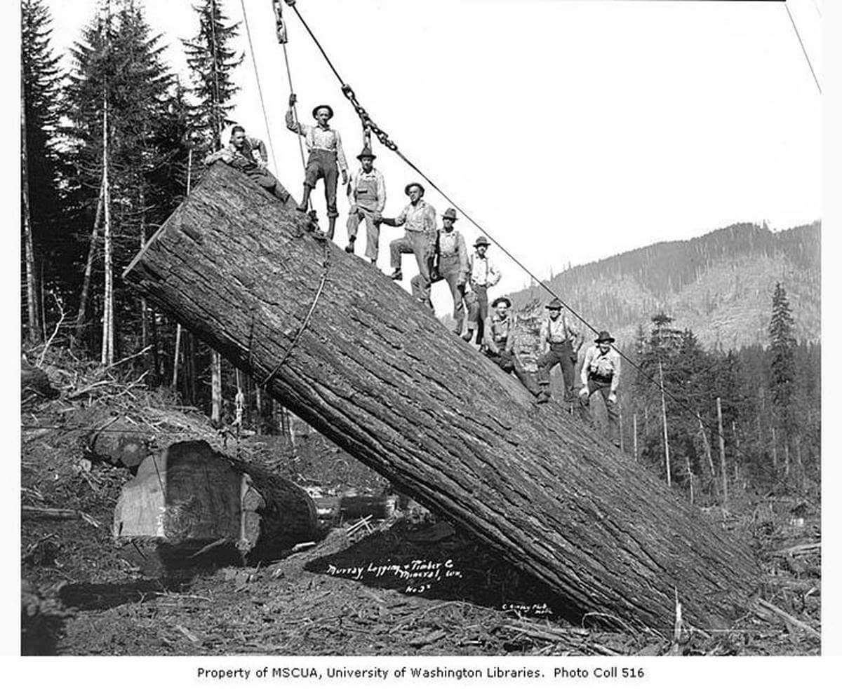 daily timewaster Big timber up in Washington state