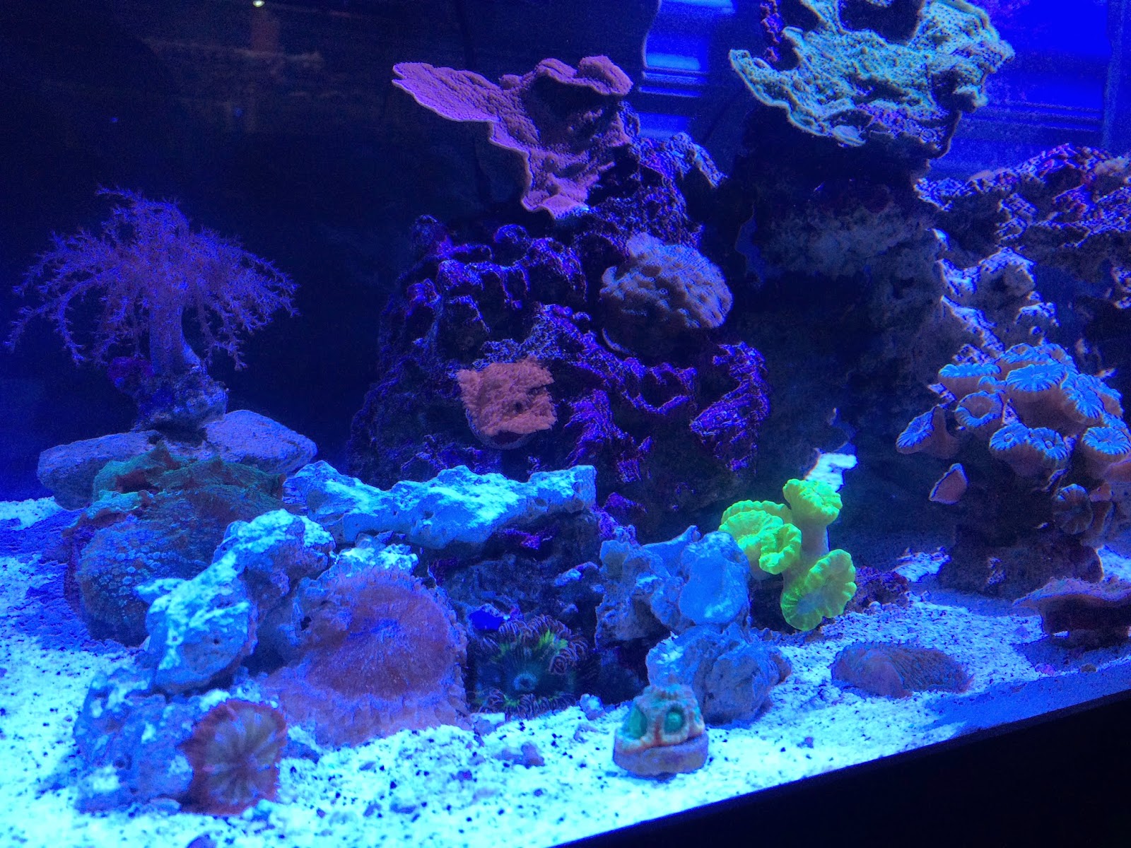 Reef Keeping the Simple Way: Previous Tank Photos