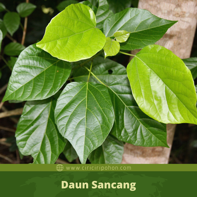 Ciri Ciri Pohon Sancang Premna Di Alam Liar Ciriciripohon Com