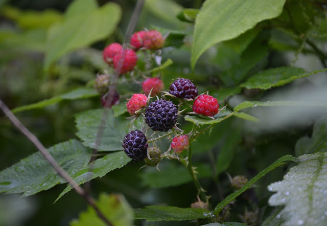 Woods Walks and Wildlife: June 2011
