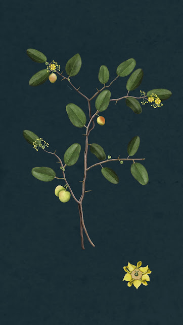 Ilustración botánica espina cristo