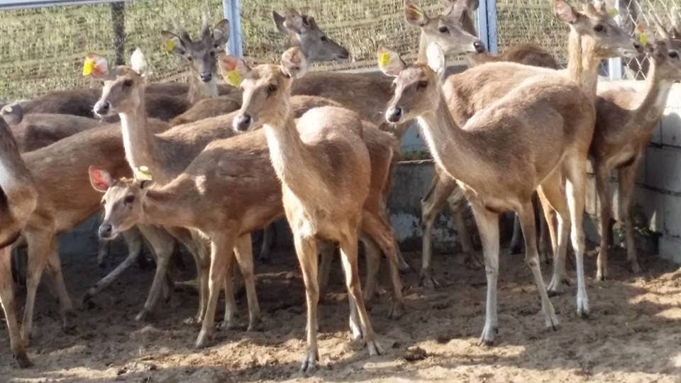 Ladang Ternak Lembu: 2014