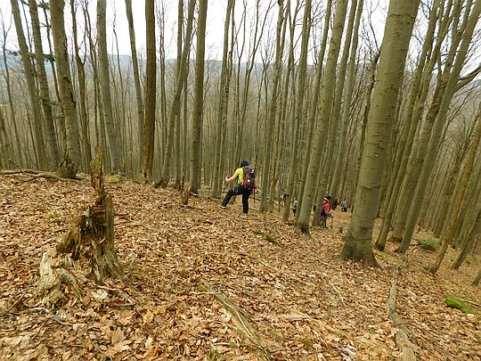Stok północny pod wierzchołkiem jest bardzo stromy. Stok północny pod wierzchołkiem jest bardzo stromy.