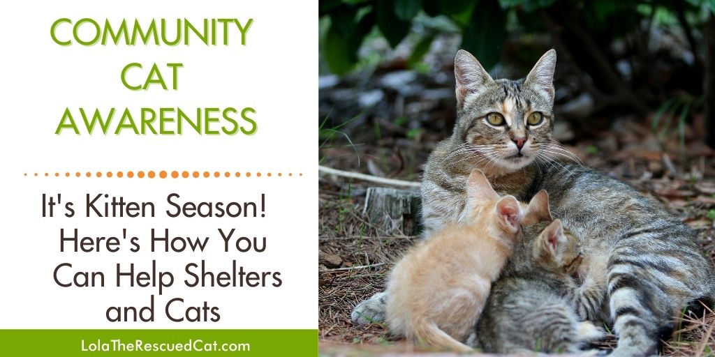 Kitten Season is Here – What You Can do to Help | Lola The Rescued Cat