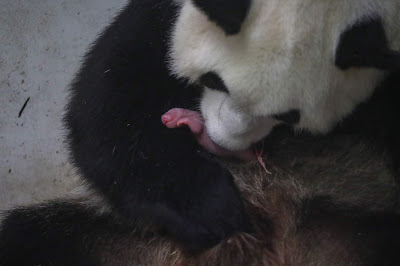 B%25C3%25A9b%25C3%25A9%2BPanda%2B1%2B%252828%2529