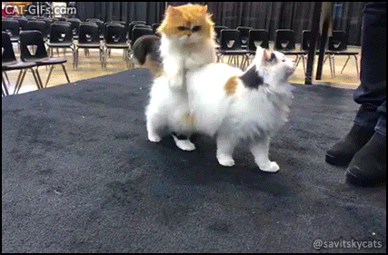 Amazing Cat GIF • Woah! 2 cats repeatedly and amazingly jump over each other! Most clever and talented cats in the universe! Amazing Cat GIF • Woah! 2 cats repeatedly and amazingly jump over each other! Most clever and talented cats in the universe!