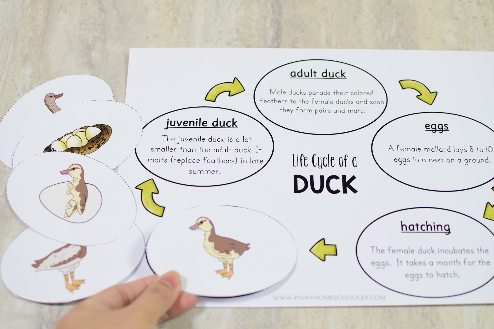 Duck Life Cycle  Life cycles, Life, Vocabulary cards