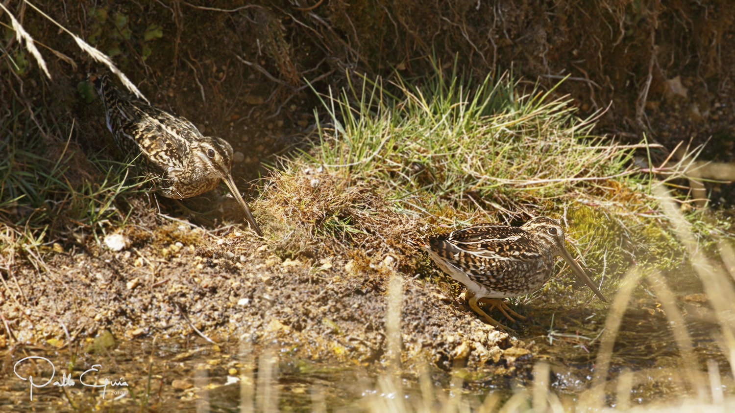 mis fotos de aves Gallinago andina Becasina Andina Puna Snipe