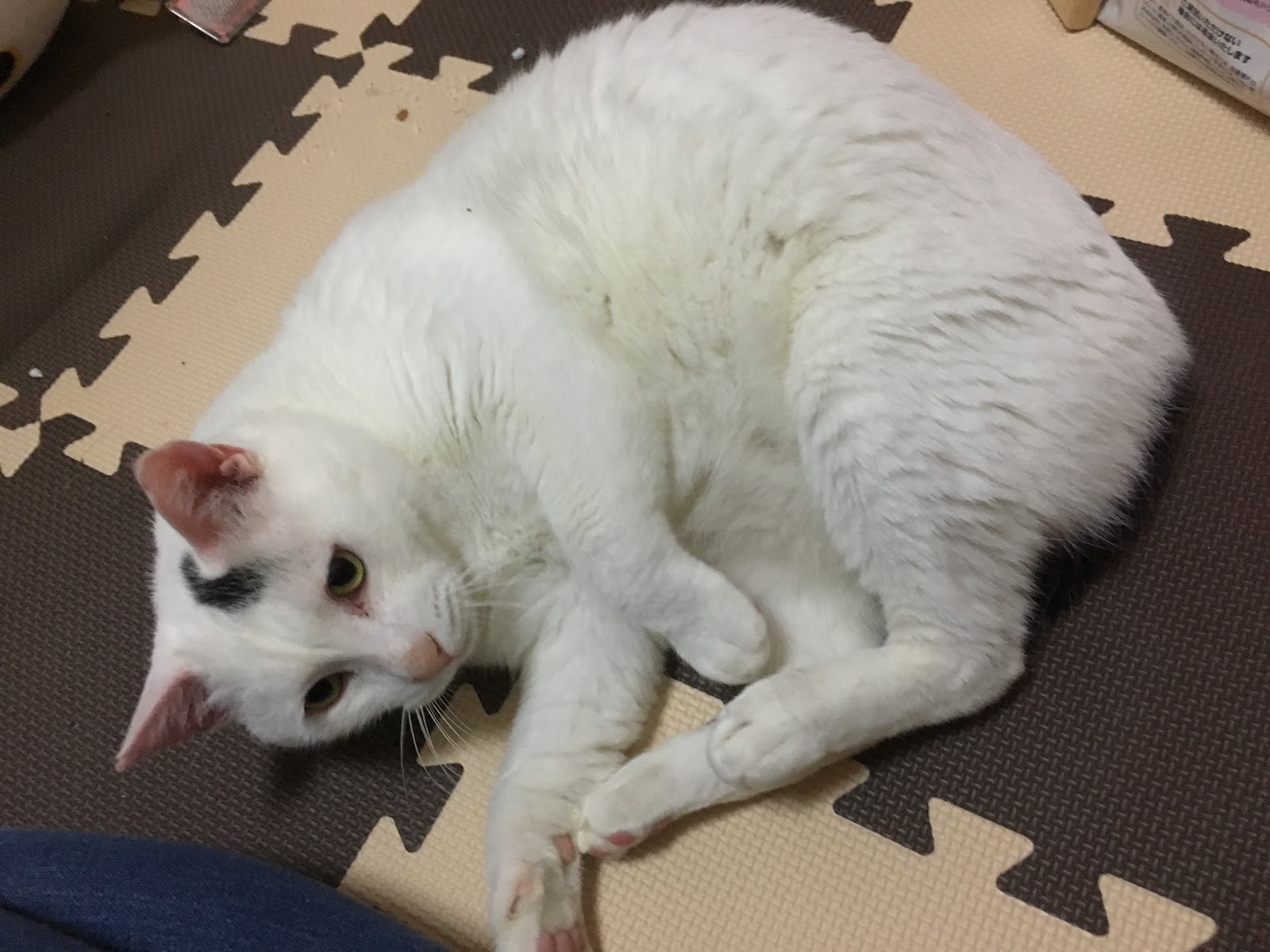 彩国ねこねこ日記 おひとりさま 猫たちと家族になる 06 10 19