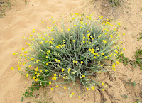 Manzanilla bastarda en las dunas de Liencres. Viajar por la Costa Quebrada en Santander. Rutas por la Costa Quebrada. Qué ver por la Costa Quebrada. 