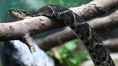 Venom from one of Brazil's largest snakes could be used as a tool in the fight against coronavirus