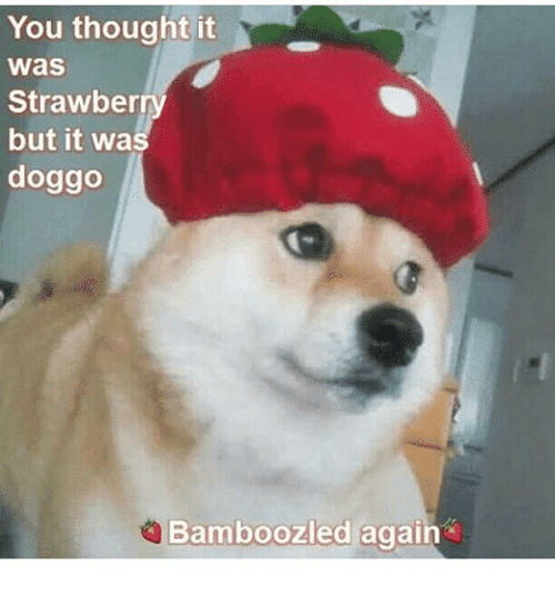 Bamboozled Again 11 Pictures of Puppers Who Bamboozled Us Again