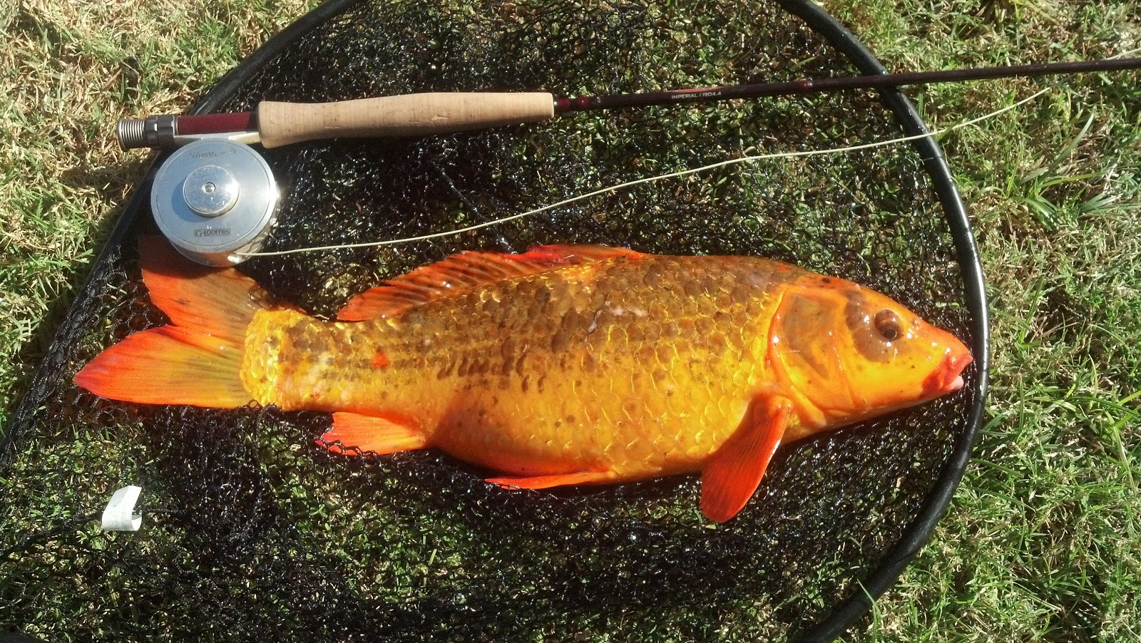 Fat Guy Fly Fishing More Koi from the northern ponds