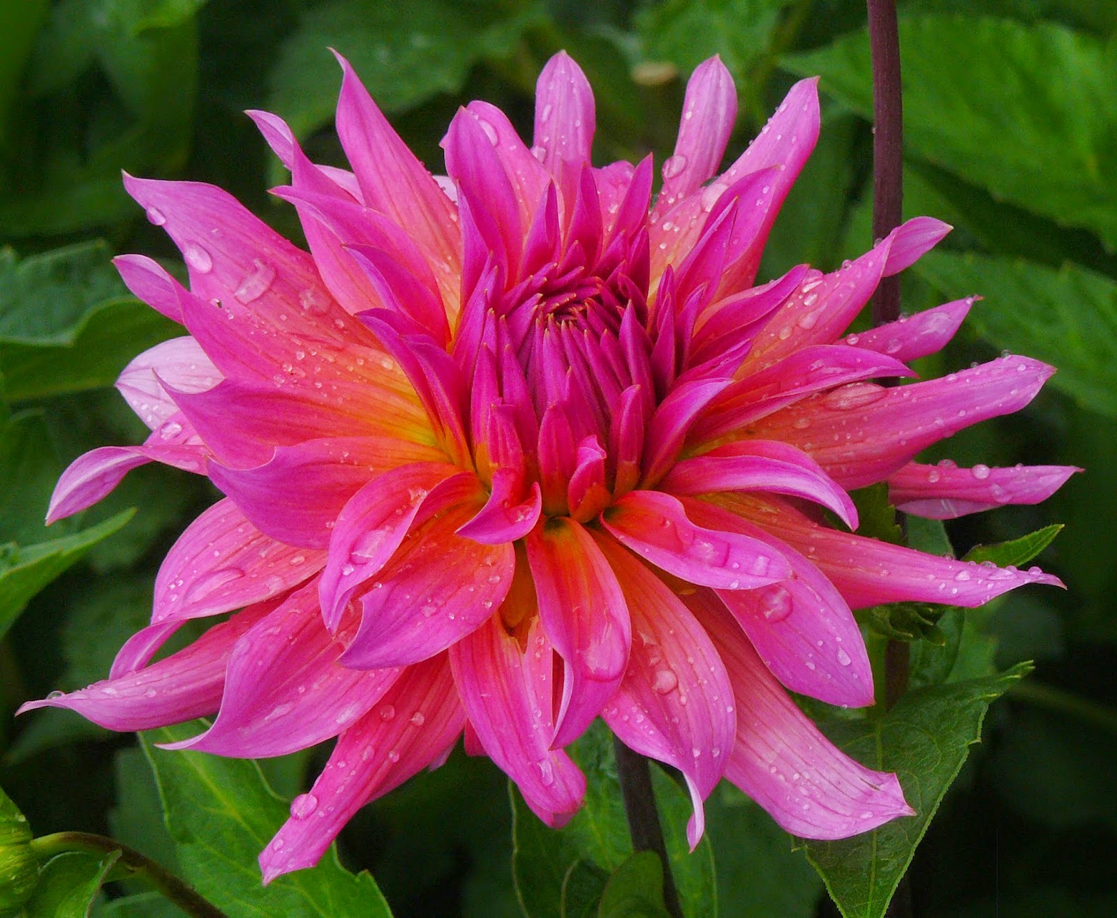 Clear Creek Dahlias 2014 Dahlia Photo Album