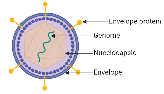 what is the structure of a virus