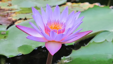 Image of Lotus, the holly flower.