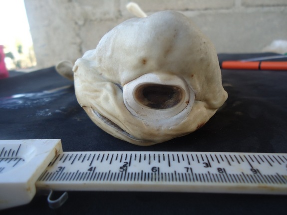 one eye albino shark