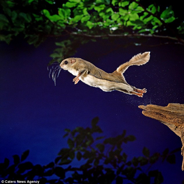 Apa Yang Ku Rasa Incredible images show Southern flying squirrel