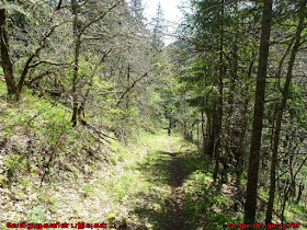 Trail #54 Buck Creek Gifford Pinchot National Forest