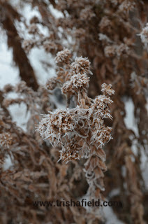 Frost on the flowers photo by Trisha Field