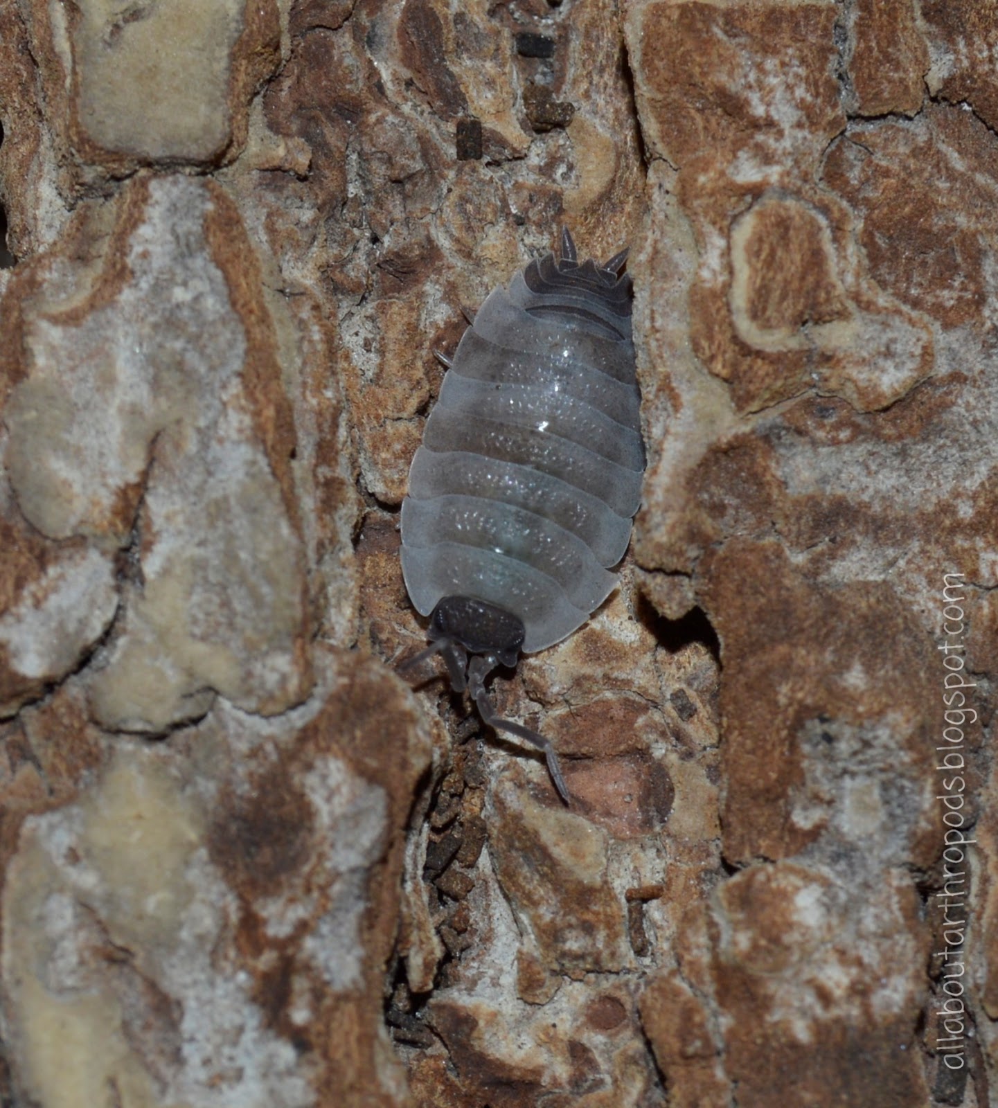 _DSC1367+%25283%2529.jpg