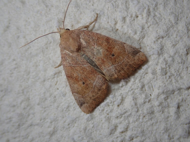 Cosmia trapezina Cosmia trapezina