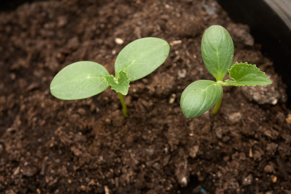 SaladSlicer Cucumbers Adventures in Gardening Pohnpei, Micronesia